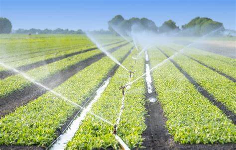 Collecting Rainwater for Irrigation.jpg Collecting Rainwater for Irrigation.jpg